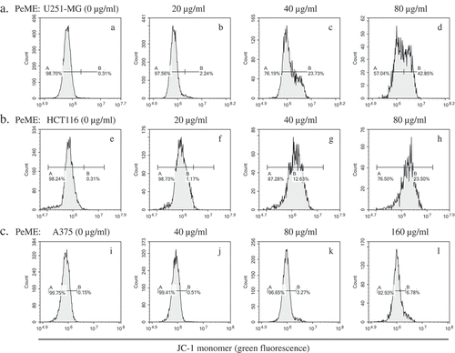 Figure 6. P. elegans methanolic extract (PeME) alleviated mitochondrial membrane potential (MMP). PeME induced a significant reduction in MMP in three cells. a-d showed control, 20, 40, and 80 µg/ml treated U251-MG; e-h showed control, 20, 40, and 80 µg/ml treated HCT116; i-l showed control, 40, 80, and 160 µg/ml treated A375 cells. Histogram profiles of JC-1 monomer (green fluorescence) were detected using flow cytometry. Peaks of treated concentration were shifted toward the right in the three treated cells compared to control, indicating a reduction of MMP.