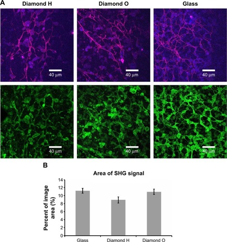 Figure 5 SHG imaging showing collagen fibers in the cell layers on NCD films.Notes: SHG signal (magenta), type I collagen immunofluorescence staining (green), and cell autofluorescence (blue) of Saos-2 cells after 2-week culture in the medium with added AA on H-terminated NCD films, on O-terminated NCD films, and on glass. The bar represents 40 μm (A). The area producing an SHG signal and green fluorescence was assessed by image analysis of 25 images in each group. Seeding density was 25×103 cells/cm2; differentiation occurred after confluence. Confocal microscopy (Leica SP2). Data are expressed as the mean ± SD (B).Abbreviations: SHG, second harmonic generation; NCD, nanocrystalline diamond; AA, ascorbic acid; SD, standard deviation.