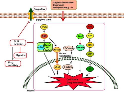 Figure 3 Knocking down Clusterin sensitizes the therapeutic effects of several conventional administrations via affecting cell signaling pathways and drug efflux pump, etc.