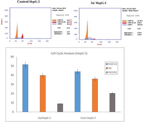 Figure 3. Effect of compound 3a on HepG-2 cell cycle distribution using propidium iodide flow-cytometry assay.