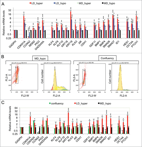 Figure 1. Characterization of a specific genetic expression signature of dormant LNCaP* cells. (A) RT-qPCR analysis of the variations of mRNA species levels according to cell culture conditions. Relative mRNA levels were averaged using the Averaging Ratio Method (ARM), with all mRNA levels reported to those measured under MD_hypo conditions in parallel experiments. Three to 5 independent experiments were performed with cells cultured in parallel under LD_hyper, LD_hypo, MD_hypo and 2 under MD_hyper conditions. (B) Cell cycle analysis of LNCaP* cells cultured under exponential growth (MD_hypo) or highly confluent conditions (confluency; see Experimental procedures). Cells were analyzed by Flow Cytometry after propidium iodide staining. A two-step gating procedure using Side SCattering-Height versus Forward SCattering-Height (data not shown) followed by pulse Area vs. pulse Width FLuorescence (FL2-A-versus FL2-W) was performed to eliminate cell doublets. Gated region is indicated on the FL2-A-versus FL2-W dot plot representation. Next to dot plots are fluorescence histograms. One representative experiment is shown. (C) Comparison of the patterns of mRNA level variations between confluent and dormant cells. Relative mRNA levels were averaged using the Normalized Averaging Method (NAM with levels under MD_hypo conditions taken as unity) from 2, 3, and 5 or 6 cell cultures experiments for confluent, dormant (LD_hyper conditions) and exponentially growing (MD_hypo) cells, respectively. Data are presented as mean ± s.d., with statistical significance indicated for the differences in mRNA levels between cells cultured under exponentially growing (MD_hypo) and under dormancy-inducing (LD_hyper) or permissive (LD_hyper) conditions (A), or between cells cultured under dormancy-inducing and confluent conditions (B); *, P < 0.1; **, P < 0.05; ***, P < 0.01; ****, P < 0.002. See the Materials and Methods section for more details on the averaging methods.