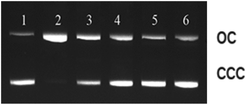 Figure 8. Agarose gel electrophoresis pattern of pBR322 DNA exposed to different doses of gamma radiation in the absence and presence of Zingiber officinale (60% aqueous ethanol extract).