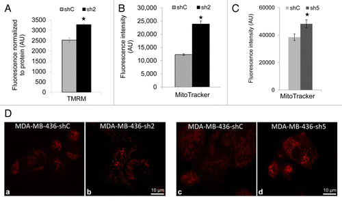 Figure 6. GABARAPL1 knockdown increases TMRM and MitoTracker Red staining. (A) TMRM staining (AU, arbitrary units) normalized to total protein. MDA-MB436-shC and sh2 cells (40,000) were cultured in 96-well plates for 24 h at 37 °C and 5% CO2. Cells were then incubated with 100 nM TMRM for 45 min before being washed with PBS. TMRM fluorescence was measured at 590 nm using a Victor3V Perkinelmer Wallace 1420 Multilabel Counter. FCCP as a control decreased mitochondrial membrane potential to ~750 in both shC and sh2 cells. *P < 0.05, vs shC (n = 3). (B) MitoTracker Red fluorescence values (AU) for the 2 cell lines shC and sh2. Cells (600,000) were cultured in 6-well plates for 24 h at 37 °C and 5% CO2, stained with 50 nM MitoTracker Red for 45 min at 37 °C, trypsinized, washed with PBS and resuspended in 500 µl PBS. Intracellular fluorescence was then assessed using the LSR-II Becton Dickinson flow cytometer. *P < 0.05, vs shC (n = 3). (C) MDA-MB436-shC and sh5 cells (100,000) were cultured in Labtek 4-well plates for 24 h at 37 °C and 5% CO2, stained with 50 nM MitoTracker Red for 45 min at 37 °C and washed with PBS. Mitochondria were imaged using the Zeiss LSM 710 confocal microscope and the Zen 2008 software. MitoTracker intensity was quantified by Image J for 25 cells for each cell line in 5 different fields of view chosen at random. *P < 0.05, vs shC. (D) MDA-MB436-shC and sh2 cells (100,000) were cultured in Labtek 4-well plates for 24 h at 37 °C and 5% CO2, stained with 50 nM MitoTracker Red for 45 min at 37 °C and washed with PBS. Similarly, MDA-MB436-shC and sh5 cells (100,000) were cultured, stained with MitoTracker Red, and imaged. The pictures were taken with the Zeiss LSM 710 confocal microscope.