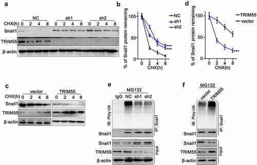 Figure 5. A and B. Cycloheximide (CHX) chase assay to detect TRIM55 and Snail1 protein expression level in NCI-H2087 cell groups treated with CHX for different timespan (0 h–8 h). Each cell group was transfected with negative control/TRIM55 specific shRNAs (sh1 and sh2). *** p < .001 compared with group NC. C and D. Cycloheximide (CHX) chase assay to detect TRIM55 and Snail1 protein expression levels in NCI-H157 cell groups treated with CHX for different timespans (0 h–8 h). Each cell group was transfected with control vectors or TRIM55 specific overexpression vectors. *** p < .001 compared with group vector. E. Co-Immunoprecipitation assay to detect ubiquitylation of Snail1 influenced by TRIM55 on NCI-H2087 cell groups treated with MG132. Each cell group was treated with control/TRIM55 specific shRNAs. F. Co-Immunoprecipitation assay to detect ubiquitylation of Snail1 influenced by TRIM55 on NCI-H157 cell groups treated MG132. Each cell group was treated with control vectors/TRIM55 overexpression vectors.