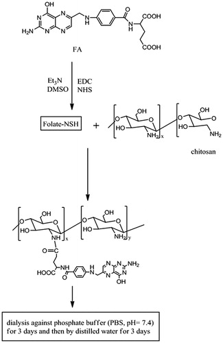 Figure 2. The procedure for the synthesis of FA–CS conjugates.
