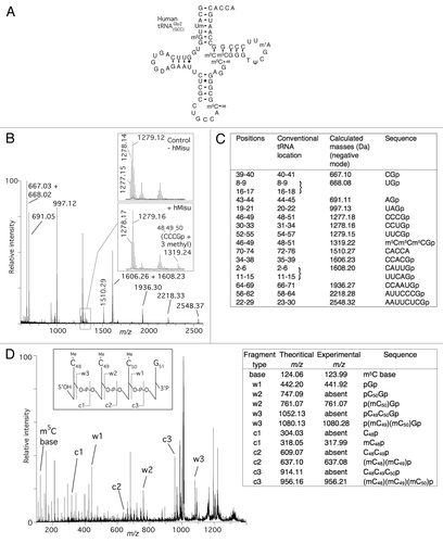 Figure 4. MALDI mass spectrometry analysis of human tRNA Gly2GCC for methylation by hMisu. (A) Cloverleaf structure of the mature human tRNAGly2GCC indicating its natural posttranscriptional modifications. (B) MALDI mass spectrum of tRNA Gly2GCC methylated by hMisu and digested by RNase T1 that cleaves after guanosines. The spectral region around the fragment CCCGp containing C48, C49 and C50 is enlarged to show the peak of the nonmethylated ion (m/z 1277.15) from the control without enzyme and the ion methylated by hMisu (m/z 1319.24), see also Figure S3. (C) List of theoretical masses of RNase T1 fragments of singly protonated tRNAGly2GCC. (D) Identification of the three methylation targets of hMisu at positions 48, 49 and 50 in human tRNAGly2GCC by MS/MS. The fragment at m/z 1319.24 of the methylated sample shown in (B) was selected and fragmented by tandem mass spectrometry. The fragments assignment follows the scheme of McLuckey et al.Citation40 The peaks corresponding to the c-ions and w-ions are generated by loss of the 3′ and 5′ nucleotides, respectively.