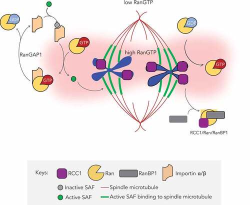 Figure 8. Graphic overview of how RanBP1 regulates mitotic HURP localization. RCC1 retains the ability to interact with chromosome in mitosis after nuclear envelope breakdown, catalyzing conversion of Ran-GDP to Ran-GTP near chromosomes. Interaction of RCC1 with chromosomes is dynamic, and cytosolic RCC1 is trapped into inactive RanBP1-Ran-RCC1 complex (RRR), which is also dynamic. Thus, RanBP1 concentrations control the amount of RCC1 on chromosomes and RanGTP production. Proteins of Importin α/β family bind and inhibit SAFs, a class of proteins promoting nucleation, formation and stabilization of spindle microtubule [Citation38], at low Ran-GTP concentrations throughout much of the mitotic cell. Near chromosomes, RCC1 generates an elevated concentration of Ran-GTP, locally disrupting inhibitory complexes and allowing full SAF activity.