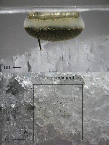 FIGURE 4 Structural features in ice accommodating intergranular sediment flux. (a) Test 5, 8.5 hrs elapsed: sediment traveling downward in a 2 mm diameter conduit along a grain boundary junction, scale bar 1 cm. The ice temperature was approximately −1 °C. (b) Bottom of an ice block showing fine sediment concentrated in heavily melted grain boundary grooves, scale bar 2 cm (from preliminary experiment). At the time of this photo, the main sediment layer had melted through 60% of the ice.