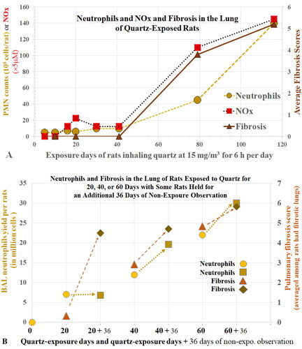 Figure 12. Rats were exposed to 15.3 mg/m3 quartz for up to 116 days. (A) number of neutrophils (value × 5 million/rat) and NOx (reactive nitrogen species) levels (treated minus control) in BALF and lung fibrosis increased with duration of dust exposure. Data courtesy of Castranova et al. (Citation2002). (B) BAL neutrophils (values in million) and fibrosis were assessed in a subset of the animals exposed for 20, 40, or 60 days, 36 days thereafter. Data courtesy of Porter et al. (Citation2004).