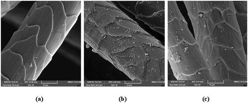 Figure 7. SEM images of (a) native, (b) Al/Fe mordanted , and (c) Al/Fe mordanted dyed wool yarns.