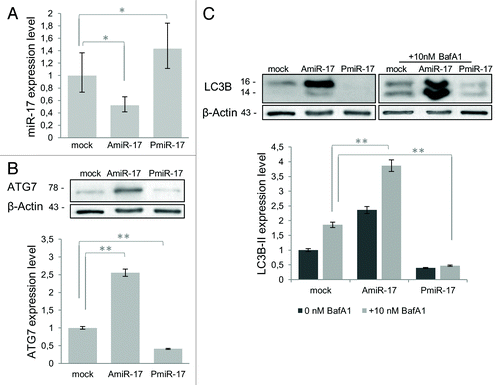 Figure 2. miR-17 modulation of ATG7 and LC3B expression in T98G cells. (A) Relative expression of miR-17 (Real-time PCR) and ATG7 protein (immunoblotting), in T98G cells, transfected with miR-17 specific inhibitor (2.5 μM) and precursor molecules (2.5 μM) evaluated at 72h p.t. Data are normalized using β-Actin mRNA/protein levels. (B) LC3B protein expression after miR-17 inhibitory or precursor treatments (as above) in absence/presence of BafilomycinA1 (10 nM). LC3B-II expression levels were calculated normalizing LC3B-II to β-actin expression, according to the current autophagy guidelines.Citation33 Protein expression and densitometric analysis using ImageJ tool are evaluated at 72h p.t. Results of three independent experiments are indicated with error bars. *P < 0.005, **P < 0.001.