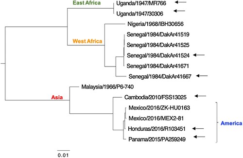 Figure 1. Phylogenetic analysis. Maximum-likelihood phylogeny of ZIKV strains from the WRCEVA supported the groupings into the East Africa, West Africa, and Asian lineages, the latter containing strains from the recent epidemic. Arrows point to the ZIKVs chosen for genetic diversity analysis.