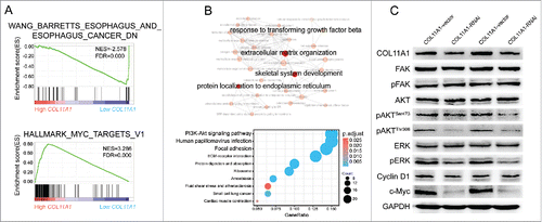 Figure 5. Cytoplasmic COL11A1 might involved in Akt/ERK/c-Myc cascades. (A) GSEA enrichment results indicated that low COL11A1 was negatively correlated with esophagus cancer; and high COL11A1 may participate in c-Myc signaling pathway. (B) GO and KEGG annotation using R package clusterProfiler. COL11A1 might involved in PI3K-Akt cascades. (C) Protein levels of FAK, pFAK, AKT, pAKT, ERK, pERK, cyclin D1, c-Myc were assessed by western blotting assay. Triplicate independent experiments were performed.