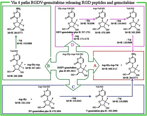 Figure 12 In the tumor tissue, RGDV-gemcitabine could release gemcitabine and Arg-Gly-Asp-Val via path A, B, C and D.Abbreviations: RGDV-gemcitabine, 4-(Arg-Gly-Asp-Val-amino)-1-[3,3-difluoro-4-hydroxy-5- (hydroxylmethyl)oxolan-2-yl]pyri-midin-2-one; GDV-gemcitabine, 4-(Gly-Asp-Val-amino)-1-[3,3-difluoro-4-hydroxy-5-(hydroxylme-thyl)oxolan-2-yl]pyrimidin-2-one; DV-gemcitabine, 4-(Asp-Val-amino)-1-[3,3-difluoro-4-hydroxy-5-(hydroxylme-thyl)oxolan-2-yl]pyrimidin-2-one; V-gemcitabine, 4-(Val-amino)-1-[3,3-difluoro-4-hydroxy-5-(hydroxylme-thyl)oxolan-2-yl]pyrimi-din-2-one.