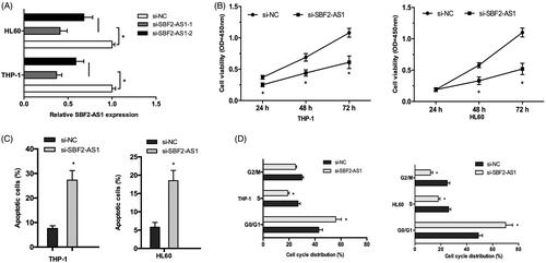 Figure 2. SBF2-AS1 inhibition decreases AML cells proliferation. (A) qRT-PCR analysis for SBF2-AS1 knockout efficiency in THP‐1 and HL60 cells. (B) CCK-8 assay showed that si-SBF2-AS1 significantly decrease AML cells proliferation ability. (C) Flow cytometry analysis revealed that SBF2-AS1 inhibition induced AML cells apoptosis. (D) Flow cytometry analysis showed that SBF2-AS1 inhibition arrested AML cells in G0/G1 phase. *p < .05.
