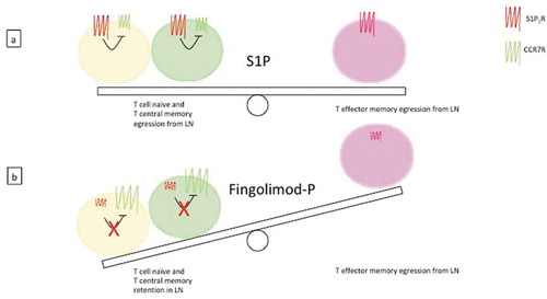 Figure 4. Mechanism of action of S1P and fingolimod-P. (a) In physiological conditions, naïve T lymphocytes and memory (both central and effector) T lymphocytes circulate in the blood; the egression from lymph nodes is activated by the signal induced by S1P via S1P1R, overcoming the retention in lymph nodes mediated by the CCR7 receptor (CCR7R) signaling. (b) Fingolimod-P binding induces the internalization, and subsequent degradation, of S1P1R, thus favoring the CCR7R-mediated retention of naïve and central memory T cells in lymph nodes. Effector memory cells lacking CCR7R are not affected by the drug and continue to egress from lymph nodes, ensuring an appropriate immune response, i.e. against microbial and/or danger insults.