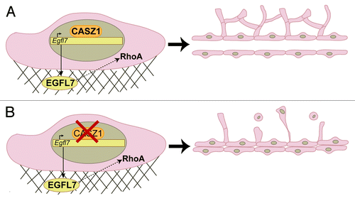 Figure 1. (A) Proper expression and activity of CASZ1 in endothelial cells results in transcriptional activation of Egfl7 and subsequent RhoA activity, thereby promoting the assembly of a well-branched, lumenized vascular system. (B) Disruption of CASZ1 function results in cords of endothelial cells lacking a central lumen and angiogenic sprouts. Branches that are apparent consist of thin, elongated cells that are unable to maintain adhesion to the underlying matrix or existing vasculature.