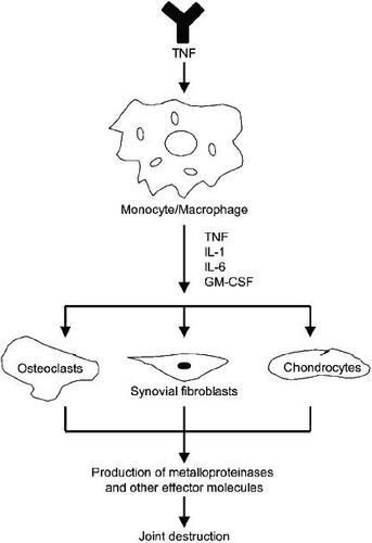 Figure 1 The inflammatory response cascade induced by tumor necrosis factor-α (TNF-α) manifesting in joint destruction. Copyright © 2005. Reproduced from CitationMease PJ, Goffe BS, Metz J, et al. 2000. Etanercept in the treatment of psoriatic arthritis and psoriasis: a randomised trial. Lancet, 356:385–90. TNF-α binding stimulates mononuclear phagocytes to secrete the pro-inflammatory cytokines interleukin (IL)-1, IL-6, and granulocyte macrophage–colony stimulating factor (GM-CSF).These cytokines promote recruitment of T-cells into afflicted joints and also stimulate proliferation of osteoclasts, synovial fibroblasts and chondrocytes at these sites.The resultant inflammatory responses, coupled with release of metalloproteinases and other effector molecules by activated cells, results in joint destruction.