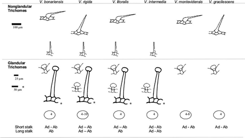 Figure 3  Anatomical features that differentiate the leaves of Verbena native species of Buenos Aires province, Argentina. Abbreviations: Ab, Trichomes in the abaxial epidermis; Ad, Trichomes in the adaxial epidermis. The number inside the oval indicates number of cells in head of glandular trichomes.