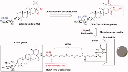 Figure 2. The construction of clickable probe CEA from lead compound CE.
