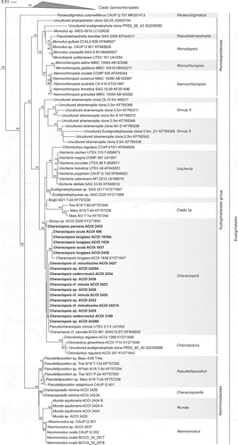 Fig. 25. Phylogeny of Eustigmatophyceae based on sequences of the 18S rRNA gene, showing the Eustigmatales. The phylogeny shown was inferred using the Maximum likelihood method implemented in RAxML (employing GTR+Γ substitution model) with bootstrap analysis followed by a thorough search for the ML tree. Bootstrap values higher than 50 are shown. Labels at terminal leaves comprise the strain updated taxonomic name followed by the collection reference number and the GenBank accession number. New sequences are highlighted in bold. The tree was rooted using 15 sequences from stramenopile algae sampled from GenBank. The outgroup is omitted and the ordinal clade Goniochloridales is shown collapsed for simplicity