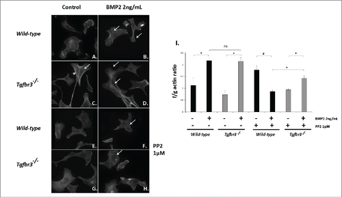 Figure 5. BMP2 induces filamentous actin polymerization in Tgfbr3−/− epicardial cells and requires Src. (A-H) Wild-type and Tgfbr3−/− epicardial cells were stimulated with BMP2 (2 ng/mL) in the presence or absence of 1µM PP2 and subject to phalloidin staining (A-H) and the f/g actin assay (I). #=p < 0.005, *=p < 0.05.