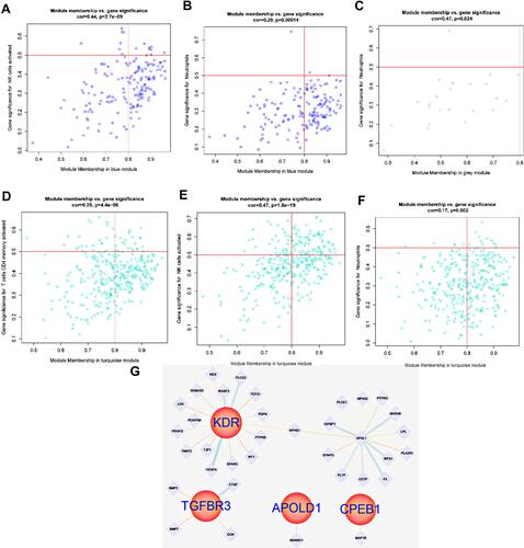 Figure 11 (A and B) Gene interaction of hypoxia-associated genes CDKN1B and RHOA in the blue module corresponding to T cell line; (C) Expression of hypoxia-associated genes VCAM1 in the grey module; (D–F) Gene expression of the T cell line corresponding to the cyan module of hypoxia-associated genes PSMB8 and PSMB9 in renal tubules; (G) Gene interaction of the T cell line corresponding to hypoxia-associated genes PSMB8, PSMB9, RHOA, VCAM1 and CDKN1B in renal tubules.