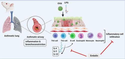 Figure 10 Possible mechanism of embelin against OVA-LPS-induced severe asthma in rats.