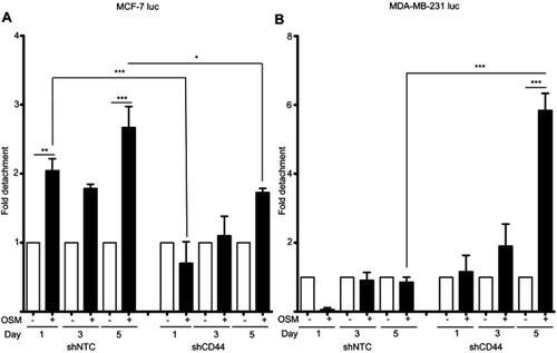 Figure 4 Reduced CD44 expression decreases OSM-induced tumor cell detachment in ER+ cells (A) ER+ MCF7 luc-shNTC and shCD44 cells were treated with OSM (25 ng/mL) over a 5-day period, detached cells were counted on days 1, 3, and 5, and data is represented as fold-change in graphical representation (*P<0.05, **P<0.005, ***P<0.001, one-way Anova). (B) ER- MDA-MB-231 luc-shNTC and shCD44 cells were treated with OSM (25 ng/mL) over a 5-day period, detached cells were counted on days 1, 3, and 5, and data is represented as fold change calculated by comparing non-OSM treated cells to OSM treated cells and differences between OSM treated shNTC and shCD44 as shown in graphical representation. ***P<0.001, one-way Anova.