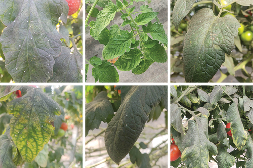 Figure 6. Collection of images captured in a tomato greenhouse in Coimbra, Portugal, showcasing the diverse environmental conditions within the greenhouse. These images highlight different row arrangements and light exposures.