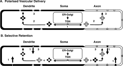 Figure 2.  Proposed models for Kv targeting in neurons. In the polarized vesicular trafficking model (A), cargo is sorted at the level of the trans-Golgi network (TGN) into vesicles which are then delivered to axons or dendrites, as appropriate. In the selective retention model (B), vesicular trafficking is not polarised, rather Kvs are trafficked into axons or dendrites, where they are retained in, or removed (large arrows) from, appropriate or inappropriate regions, respectively. Sorting, polarized trafficking and maintenance/retention steps are indicated as 1–3, respectively. Axonal membrane and Kvs are in white, dendritic membrane and Kvs are shown in black.