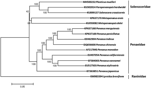 Figure 1. Phylogenetic tree of Pleoticus muelleri with other marine shrimps. The phylogenetic tree was constructed with the complete mitochondrial genome sequence of Pleoticus muelleri by using MEGA 7 software with Minimum Evolution (ME) algorithm with 1000 bootstrap replications. The mitochondrial genome sequences were obtained from the GenBank database.