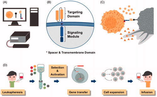 Figure 5. Chimeric antigen receptors (CARs) are synthetic designer molecules. A) The CAR is a synthetic molecule that can be designed using specialized software, a gene encoding the desired aminoacid sequence synthesized and introduced into cells by an electroporation unit. B) CARs consist of an extracellular antigen binding domain (e.g. the variable light and heavy chains of a monoclonal antibody shown in yellow), a spacer and transmembrane region and an intracellular signaling domain (e.g. CD3 zeta and one or more costimulatory domains shown in blue). C) Expression of the CAR enables T cells (yellow) to recognize surface molecules on tumor cells (grey) and exert their anti-tumor effector function such as the release of cytolytic granules (triangles) and cytokines (circles). D) To manufacture a CAR T-cell product, white blood cells are obtained from the patient or a matched donor, CD8+ killer and CD4+ helper T cells isolated, the genetic information for the CAR introduced, CAR-modified T cells expanded and administered to the patient (see colour version of this figure at www.tandfonline.com/ibmg).