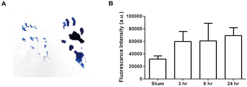 Figure 3 Evaluations of the neuritis model. (A) Footprint results of the left sciatic nerve injury model. (B) Amplex Red assay results for the normal nerve (sham), and 3, 6, and 24 h after rat modeling.