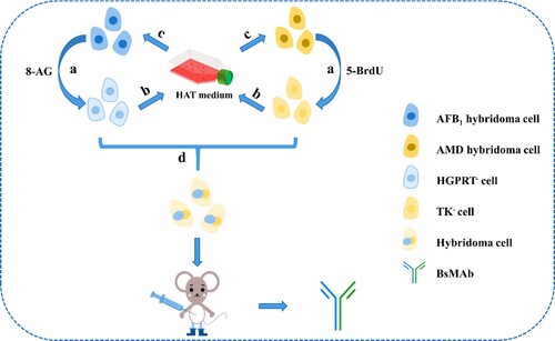 Figure 1. Schematic diagram of BsMAb preparation. (a) Treatment with 8-AG and 5-BrdU; (b) HAT sensitivity identification after drug treatment; (c) If the identification of step b fails, then the c operation is carried out, and drug treatment is continued; (d) enzyme-deficient hybridoma fusion is carried out after successful identification in step b.