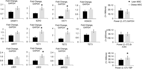 Figure 5. Gene expression of epigenetic enzymes in Obese compared to Lean MSCs. The epigenetic enzymes EZH2, HAT1, TET1, TET2, and LSD2 had increased expression in Obese MSCs relative to GAPDH on RT-qPCR. *p ≤ 0.05 vs. Lean MSC