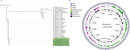 Figure 2. Genome structures and phylogenetic relatedness of B8. (A) Phylogenetic tree (Neighbour-joining) construction based on the concatenated multiple-sequence alignment (MSA) of four representative genes (gltA, groEL, 17-kD, and 16S rDNA). B8 highlighted in red was clustered with five other R. heilongjiangensis strains with green background. (B) Circular genome maps of B8. The four circles (outer to inner) show the following. Circle 1 and 2 exhibit CDS on the forward and reverse strands, as well as rRNA, tRNA, and assembly gap. Circle 3 represents the GC skew ((C − G)/(C + G)) curve (positive GC skew, dark green; negative GC skew, violet). Circle 4 shows the GC content.