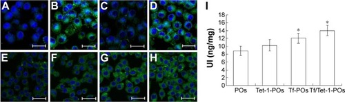 Figure 4 Cellular uptakes of various ligands-modified POs by bEnd.3 and Neuro-2a cells at 37°C for 2 hours (bar 200 μm).Notes: Fluorescence imaging of Neuro-2a cells: (A) 6-coumarin-POs, (B) 6-coumarin-Tf-POs, (C) 6-coumarin-Tet-1-POs, and (D) 6-coumarin-Tf/Tet-1-POs. Fluorescence imaging of BCECs: (E) 6-coumarin-POs, (F) 6-coumarin-Tf-POs, (G) 6-coumarin-Tet-1-POs, and (H) 6-coumarin-Tf/Tet-1-POs. (I) Uptake index of various ligands-modified POs by Neuro-2a cells in the coculture model of bEnd.3 cells with Neuro-2a cells. *P<0.05.Abbreviations: POs, polymersomes; Tf, transferrin; BCECs, brain capillary endothelial cells; UI, uptake index.