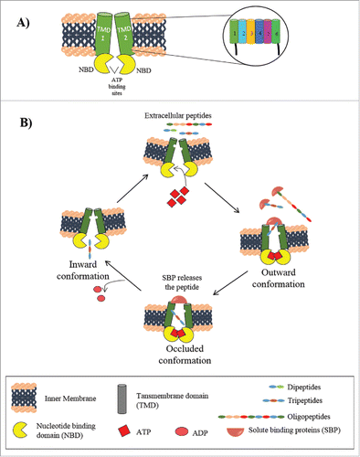 Figure 2. ABC peptide transporters. A. General structure of ABC transporters. A representation of single ABC transporter showing 2 transmembrane domains (TMD 1 and 2) and 2 nucleotide binding domains (NBDs) spanning the inner membrane. 6–10 transmembrane α helices constituting each TMDs are shown in enlarged view, showing a rough arrangement of the transmembrane domains. B. Mechanism of peptide transport by ABC transporters in Gram negative bacteria. The outward conformation allows the binding of 2 ATP molecules on the cytosolic face and SBP bound peptides on the extracellular face that leads to formation of the occluded conformation. ATP hydrolysis changes the conformation to the inward open state releasing the peptide in the cytoplasm.