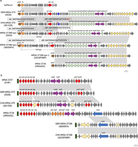 Figure 6. Analysis of the genomic structure of genomic islands νSaα and νSaβ. (a) Comparative structural analyses of genomic island νSaα of the representative MRSA strains of ST9 and ST398 from both China and Germany against known sequence structure. (b) Comparative structural analyses of genomic island νSaβ of the representative MRSA ST9 and ST398 strains from China and Germany with known structures. The coloured arrows represent genes that code for proteins with known function, and the grey arrows represent genes for putative proteins. Regions of 99% nucleotide sequence identity are indicated by grey shading. Red triangles indicate the location of DRs with the respective sequences shown in boxes. MRSA252 (GenBank number: BX571856), G19F (GenBank number: SZYN01000000).