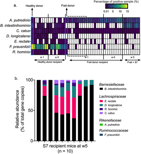 Figure 4. Effect of S7 supplementation on the microbiome of frail donor recipient mice.