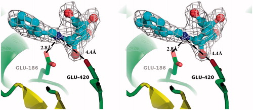 Figure 2. Divergent stereo-ribbon representation of RG in complex with 1. The acid/base Glu-186, the nucleophile Glu-420 and 1 are depicted as “ball-and-stick” structures. Electron density of the 2Fo-Fc map was contoured at 1σ.