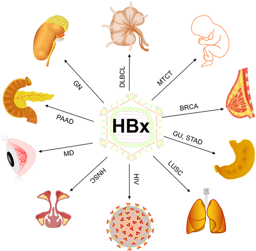 Figure 1 HBx promotes the occurrence and progression of various diseases.