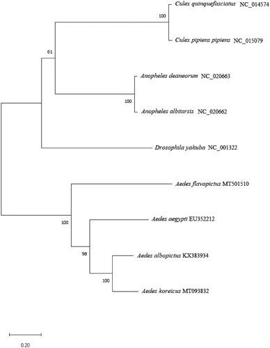 Figure 1. Phylogenetic tree of nine species within Culicidae constructed using the neighbor-joining algorithm based on complete mosquito mitochondrial genomes. Genbank Accession Numbers: Aedes flavopictus (MT501510), Aedes koreicus (MT093832), Aedes albopictus (KX383934), Aedes Aegypti (EU352212), Anopheles albitarsis (NC_020662), Anopheles deaneorum (NC_020663), Culex pipiens pipiens (NC_015079), Culex quinquefasciatus (NC_014574), and Drosophila yakuba (NC_001322).