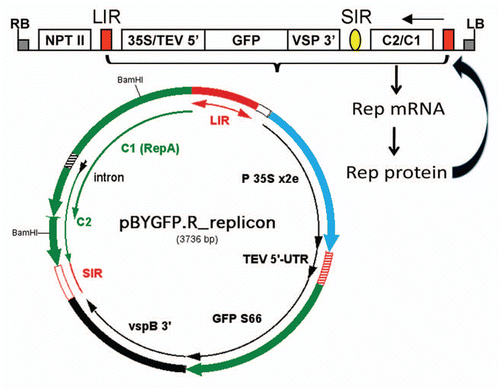 Figure 2 Structure of BeYDV replicon encoding GFP. The T-DNA construct (top) is flanked by left border (LB) and right border (RB) sequences that delineate the DNA to be transferred by Agrobacterium to the plant cells. The replicon is flanked by two LIR elements (red blocks), and the GFP expression cassette is inserted in place of the V1 and V2 genes (Fig. 1), between the one LIR and the SIR (yellow oval). The Rep/RepA (C1/C2) gene is located between the SIR and the other LIR, in its normal position in the BeYDV genome (Fig. 1). Once delivered into plant cells, T-DNA is targeted to the nucleus, where transcription of C1/C2 produces Rep mRNA, which is transported to the cytoplasm and translated to make Rep protein. The Rep protein is targeted back to the nucleus, where it nicks the LIR stem-loops in the T-DNA to release a single-stranded DNA segment. The DNA is then copied to make double-stranded DNA, and rolling circle replication occurs to produce very high copy number of replicons. In double stranded replicative form, the DNA is a template for mRNA transcription and yields GFP mRNA in abundance. 35S/TEV, CaMV 35S promoter linked to the tobacco etch virus 5′UTR; GFP, coding sequence for green fluorescent protein; VSP 3′, soybean vspB 3′ flanking region with transcription termination signals.