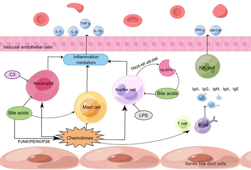 Figure 1 Inflammation is inextricably linked to cholestasis. (By Figdraw).