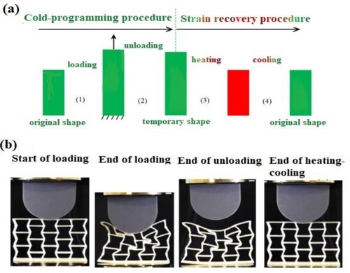 Figure 7. Behaviour of 4D printed auxetic meta-structure (a) cold programming and strain recovery procedures (b) deformation stages during start and end of loading as well as unloading, heating-cooling and recovery taken from Bodaghi et al. (Citation2020).