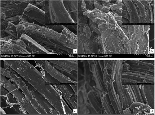 Figure 6. Effect of different dng technologies on surface morphology of shrimp: (a) Control, (b) HAD, (c) RFD and (d) RFHAD.