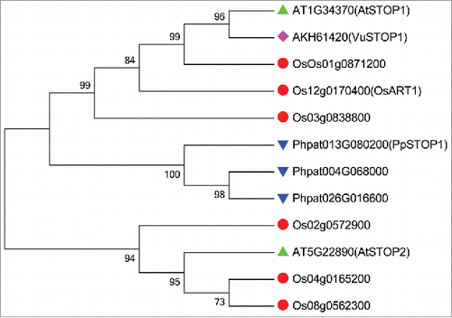 Figure 1. Phylogenic analysis of STOP1-like proteins among different plant species.