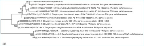 Figure 2 Molecular characterization of Streptomyces bikiniensis strain Ess_amA-1.Notes: Phylogenetic tree showing the relationship of strain Ess_amA-1with other strains of Streptomyces species based on 16S rRNA gene sequences retrieved from NCBI GenBank. Arrow represents the status of strain am-1 from this study in the phylogenetic tree.